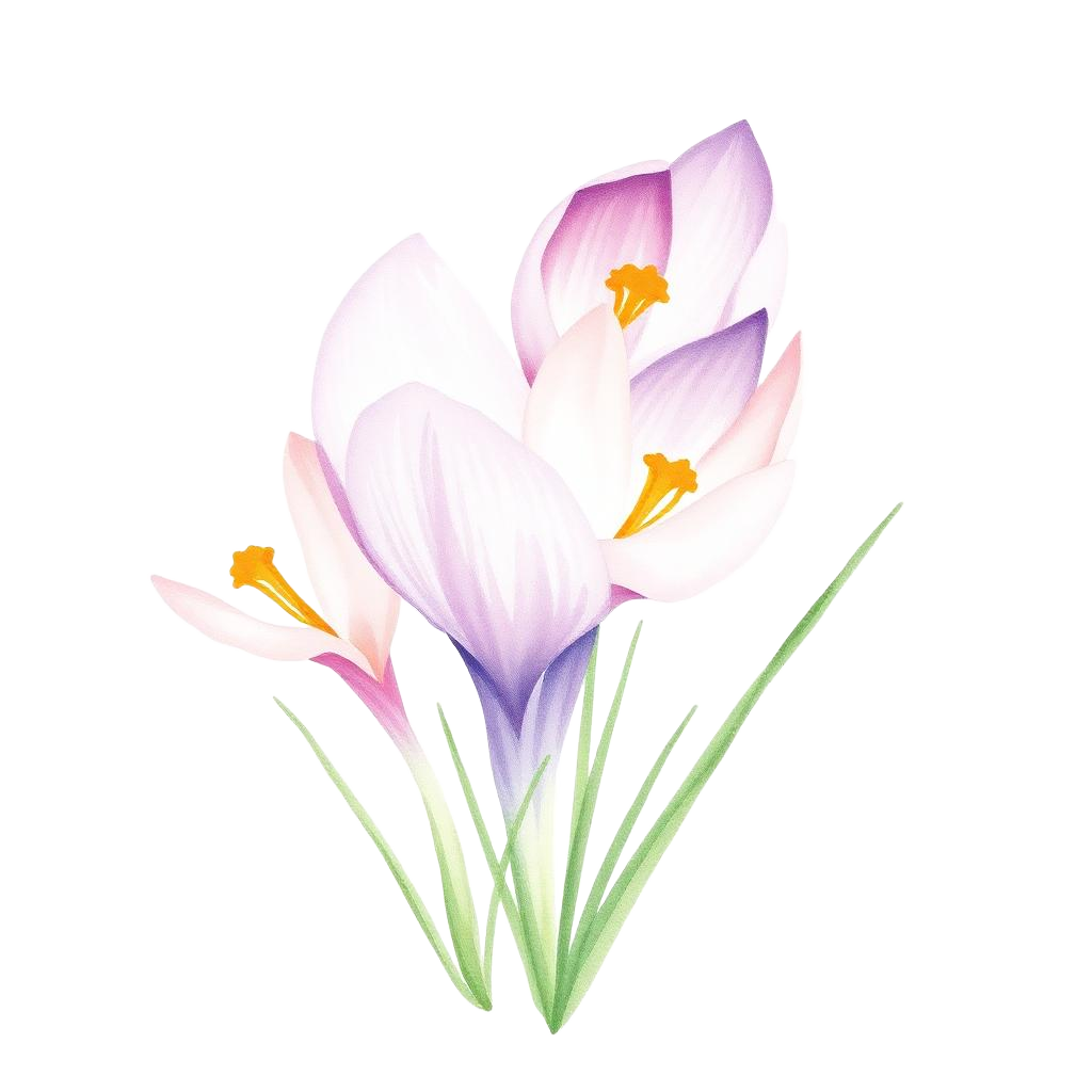 Watercolor crocus flower